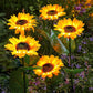 🌻50 % RABATT – BLITZREA! ✨Solros-solenergilampor – lysande trädgårdsdekor 🌿
