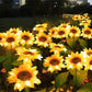 🌻🔥🔥🔥Vanntett solsikkellys med solcellepanel